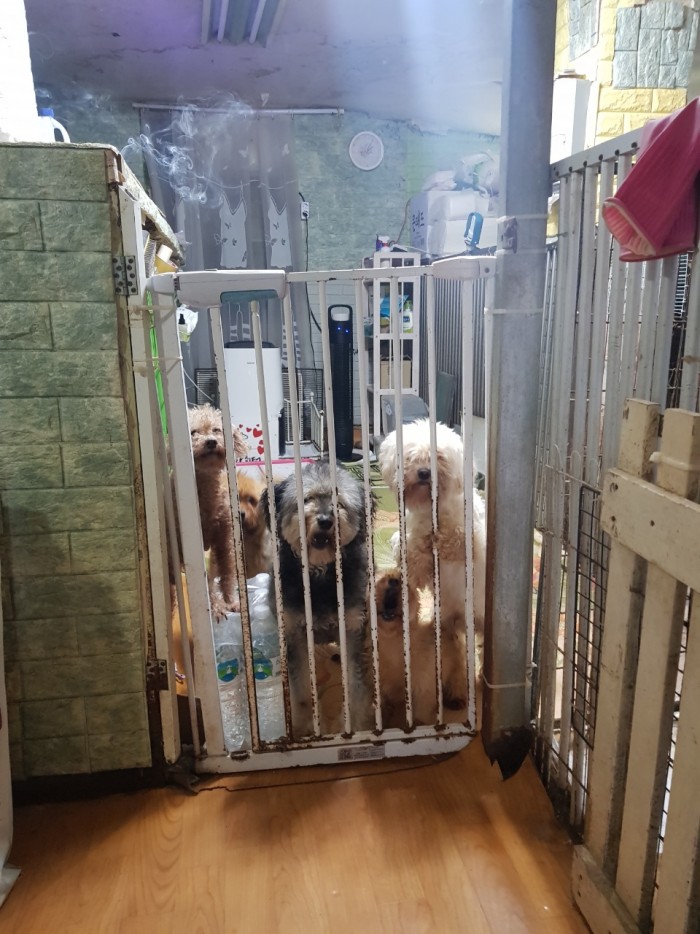 사지 말고 입양하세요!